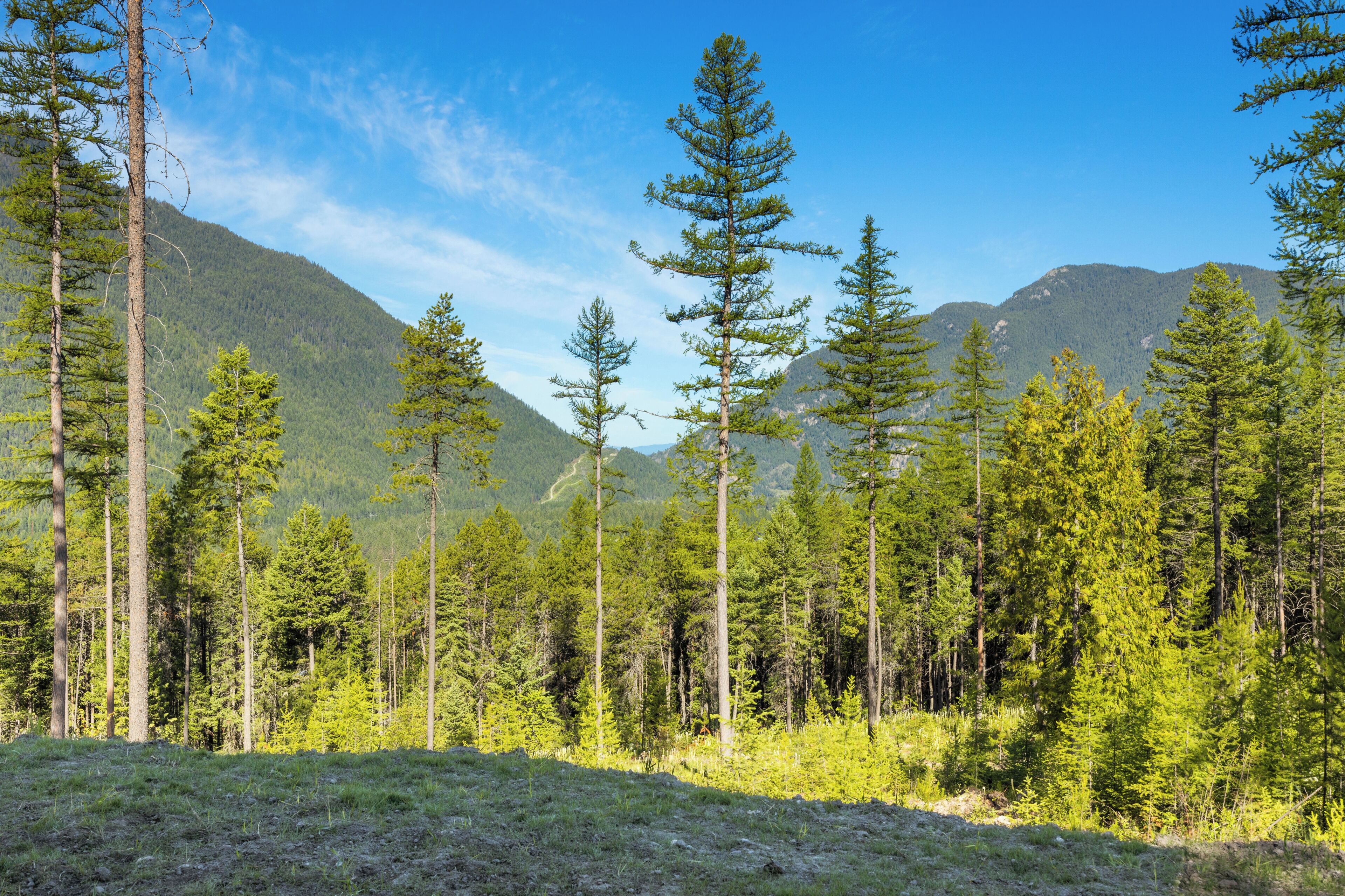 Un paisaje boscoso con árboles altos y montañas al fondo.
