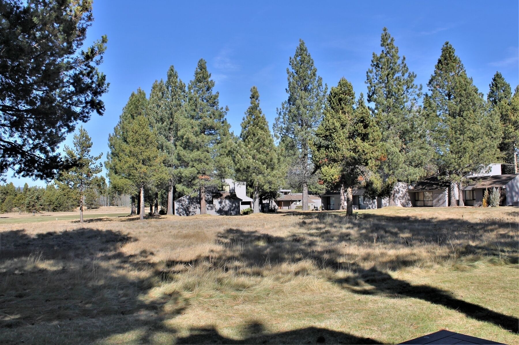 A residential area with multiple houses surrounded by tall pine trees.