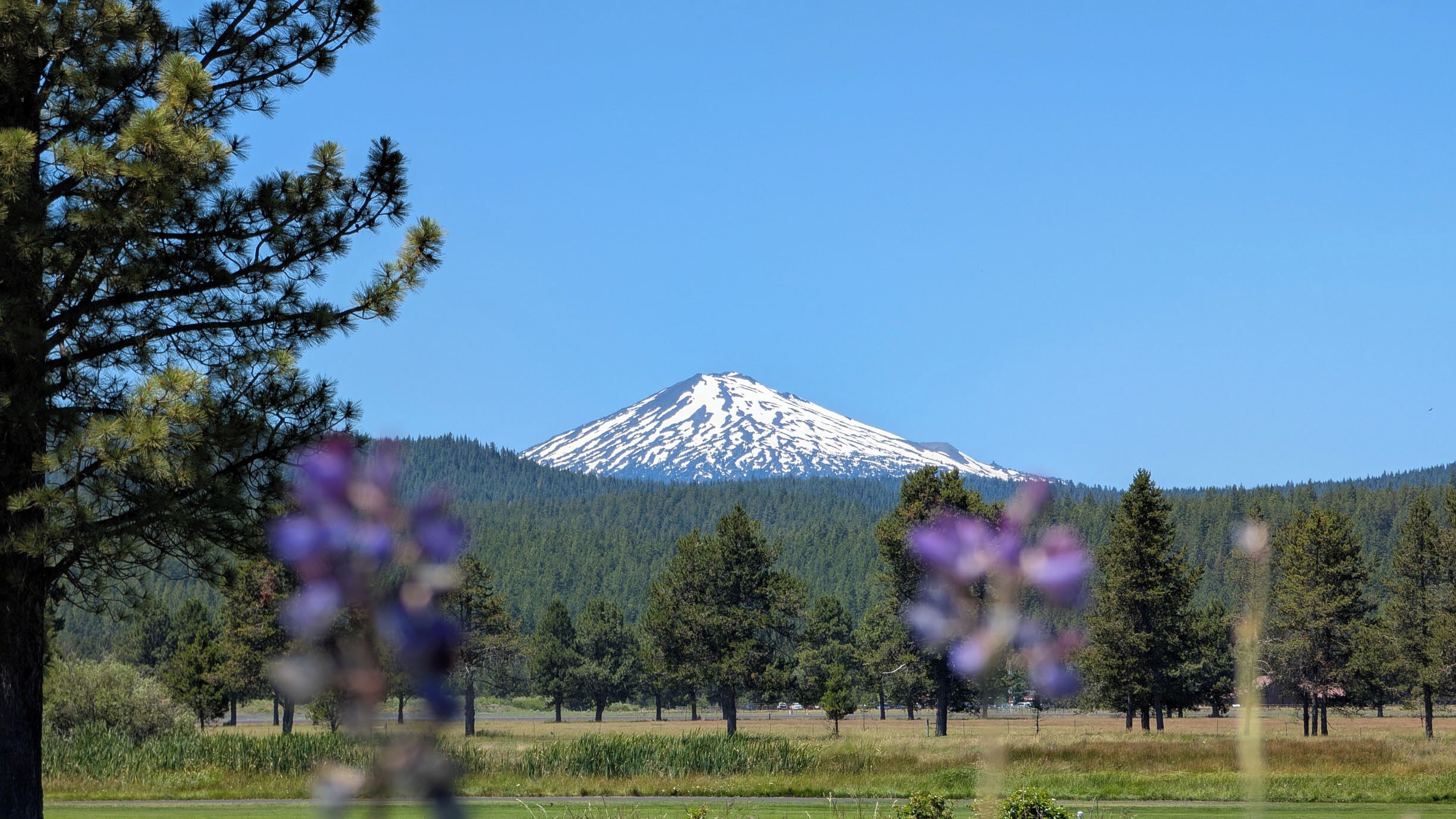 A snow-capped mountain with a clear sky, surrounded by a forest and open fields.