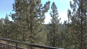 A forest with tall pine trees and a metal railing in the foreground.
