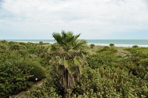 Ett kustlandskap med tät vegetation och en palm som syns tydligt i förgrunden.