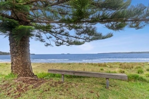 A bench under a tree by a beach with a view of the ocean.