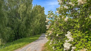 Un sendero de grava bordeado por exuberante follaje y arbustos de flores blancas.