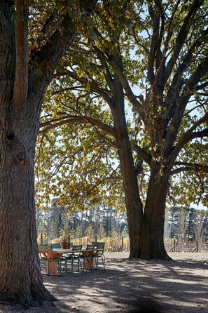 A large tree with a picnic table and chairs underneath. - Polperro Farmhouse (Red Hill)