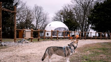 Un chien se trouve dans un espace clos, avec une structure en forme de dôme géodésique en arrière-plan.