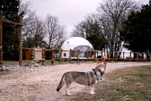 Un perro en un área cercada, con una estructura de cúpula geodésica al fondo.