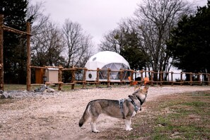 Um cão dentro de um espaço cercado, com uma estrutura em forma de cúpula geométrica ao fundo.
