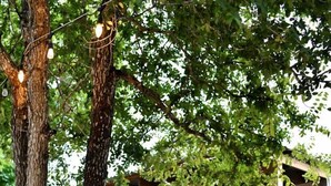 A wooden treehouse with a staircase and a metal railing. - Luxury Tented Cabin Retreat - Fun Glamping Vacation by the Water for the Whole Family in Seguin, Texas (Seguin)