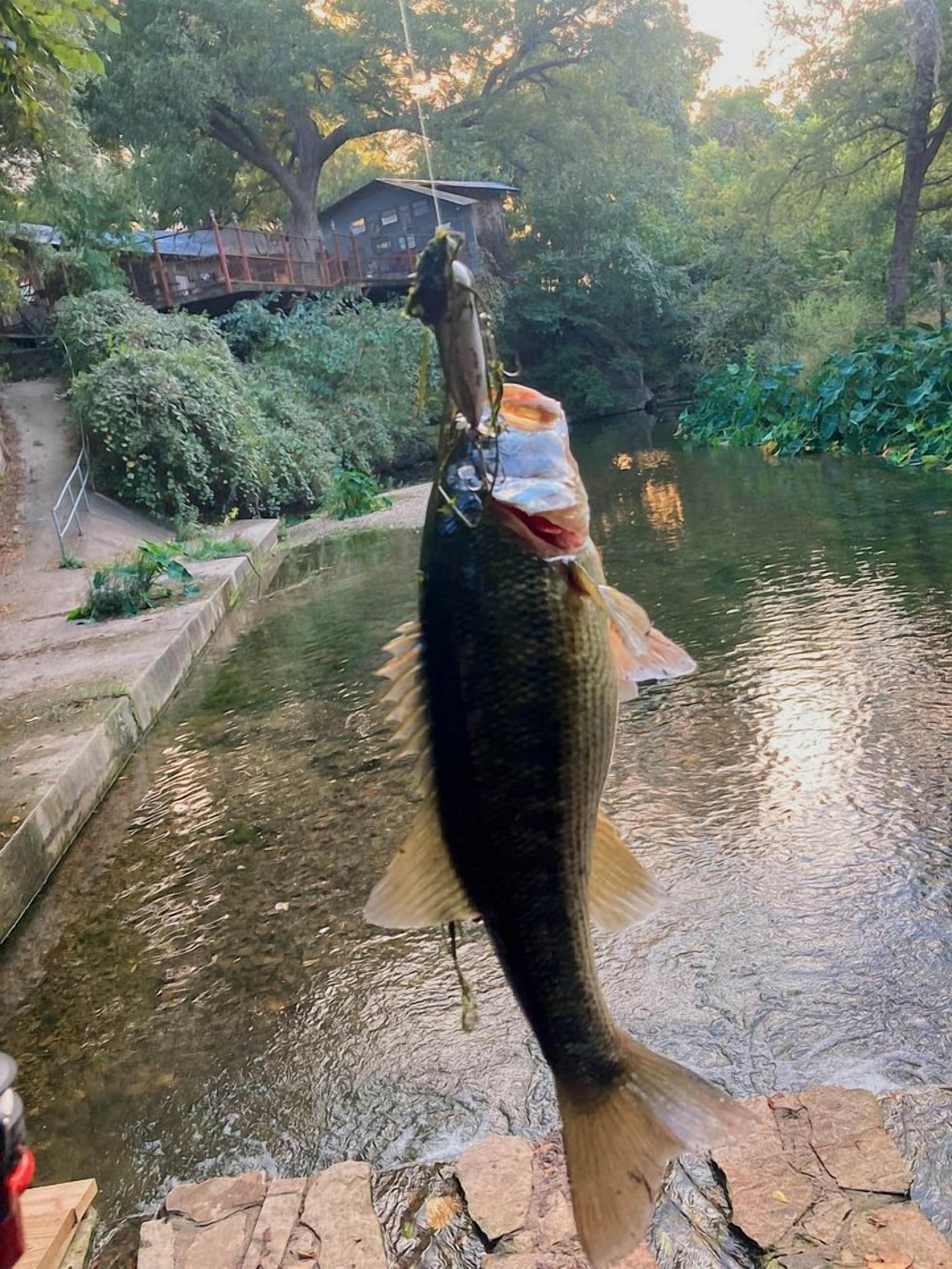 Ein großer Fisch hängt über einem Gewässer, im Hintergrund eine Brücke und viel Grün.