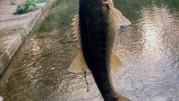 A large fish hanging over a body of water with a bridge and greenery in the background.