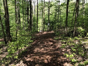 A forested area with a dirt path leading through tall trees.