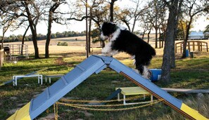 A dog on a metal ramp with chains, surrounded by trees and a fenced area.