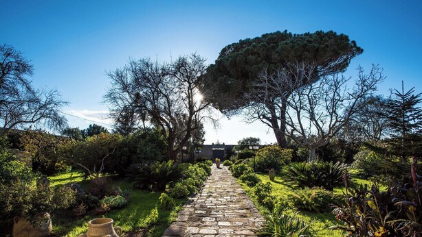 Un vialetto in pietra che si snoda in un giardino con diverse piante e un grande albero.