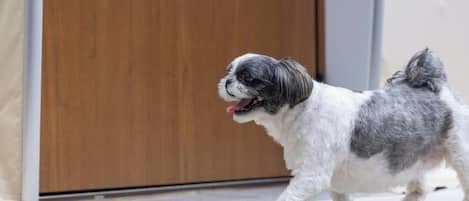 Aceita animais de estimação