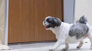 Pet-friendly
