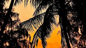 A sunset over the ocean with silhouettes of palm trees. - My Marina Beach Hotel Phu Quoc (Phu Quoc)
