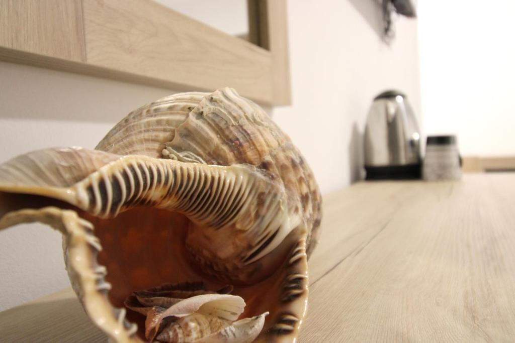 A shell on a wooden table with a kettle and salt shakers in the background.