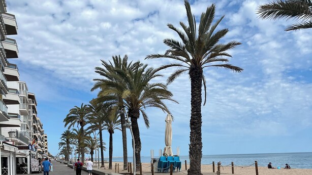 Un camino pavimentado bordeado de palmeras, con una playa al fondo.