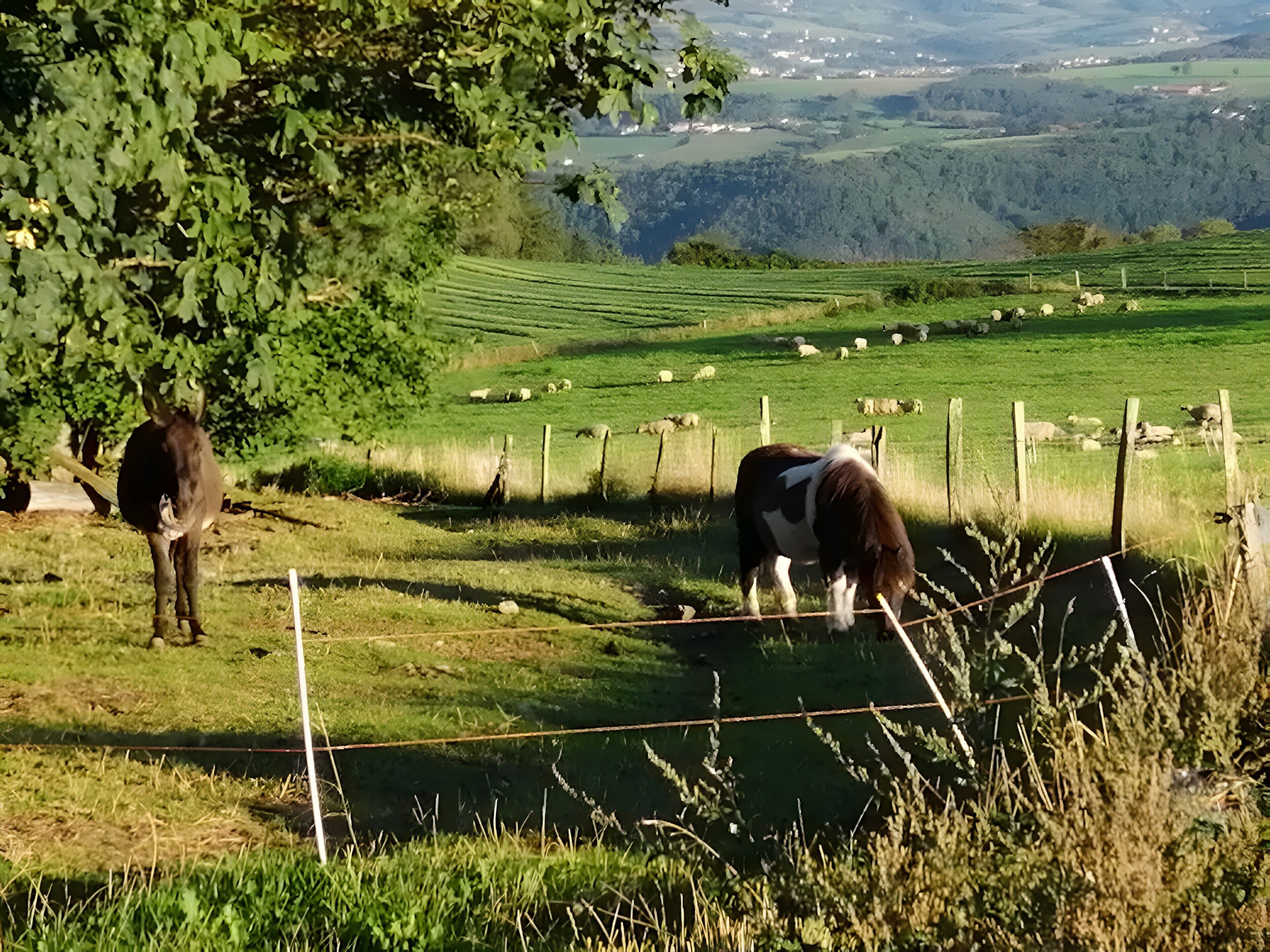 A rural landscape with a fenced area, a tree, and a distant view of rolling hills and scattered sheep.