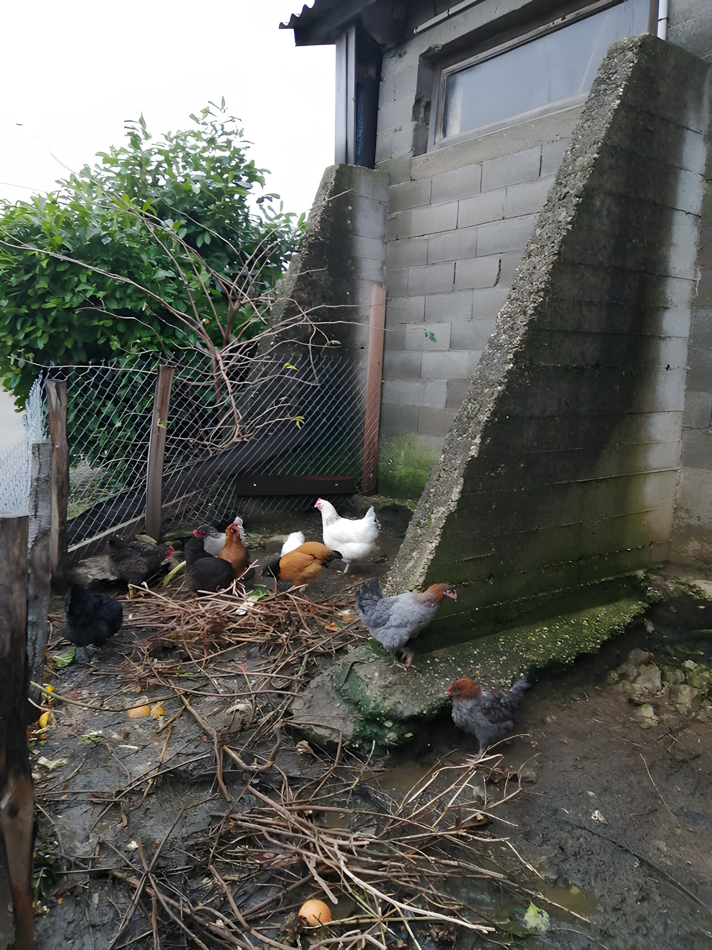 A rustic outdoor area with a chicken coop, a wire fence, and a brick wall.
