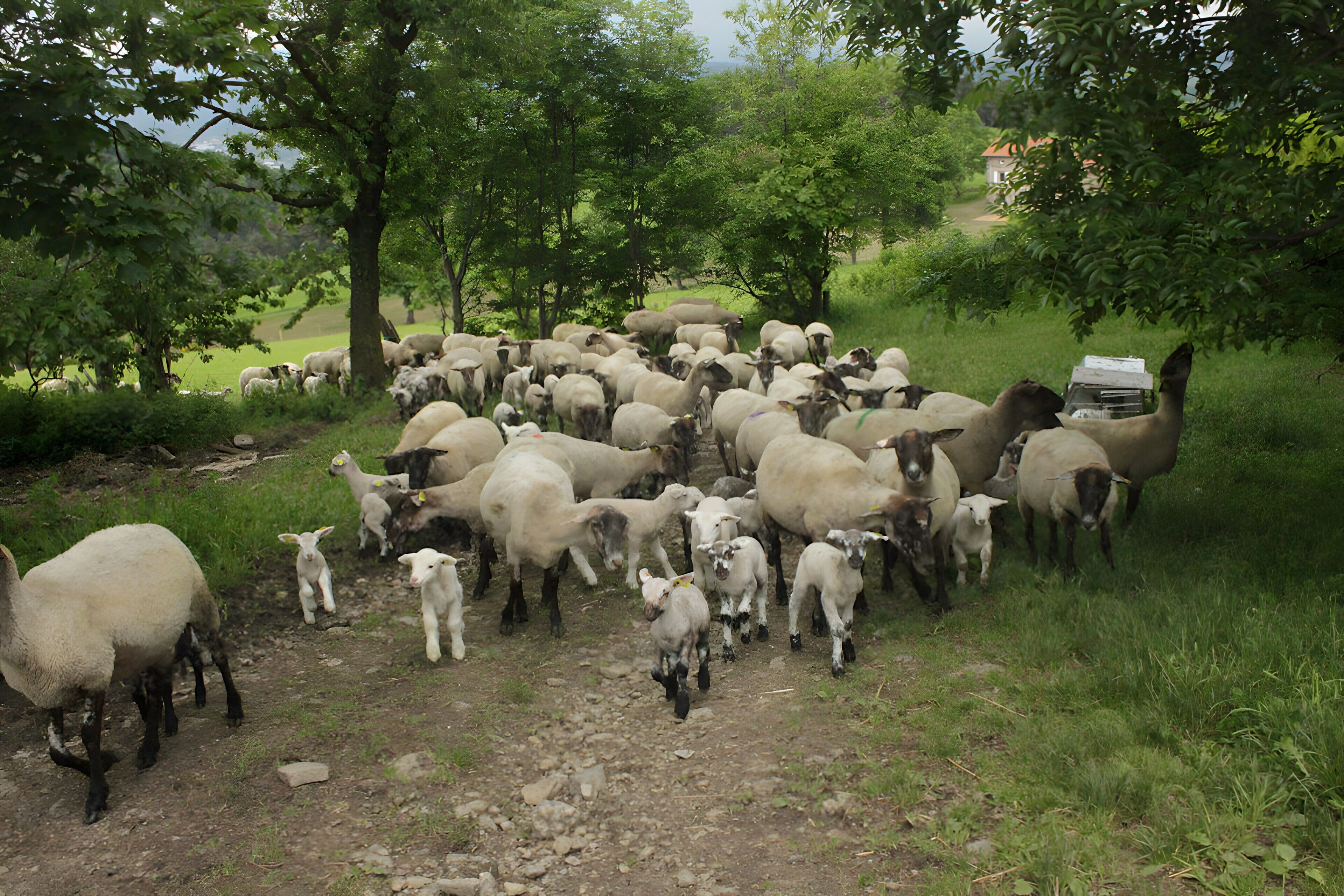 A herd of sheep in a rural setting with trees and a house in the background.
