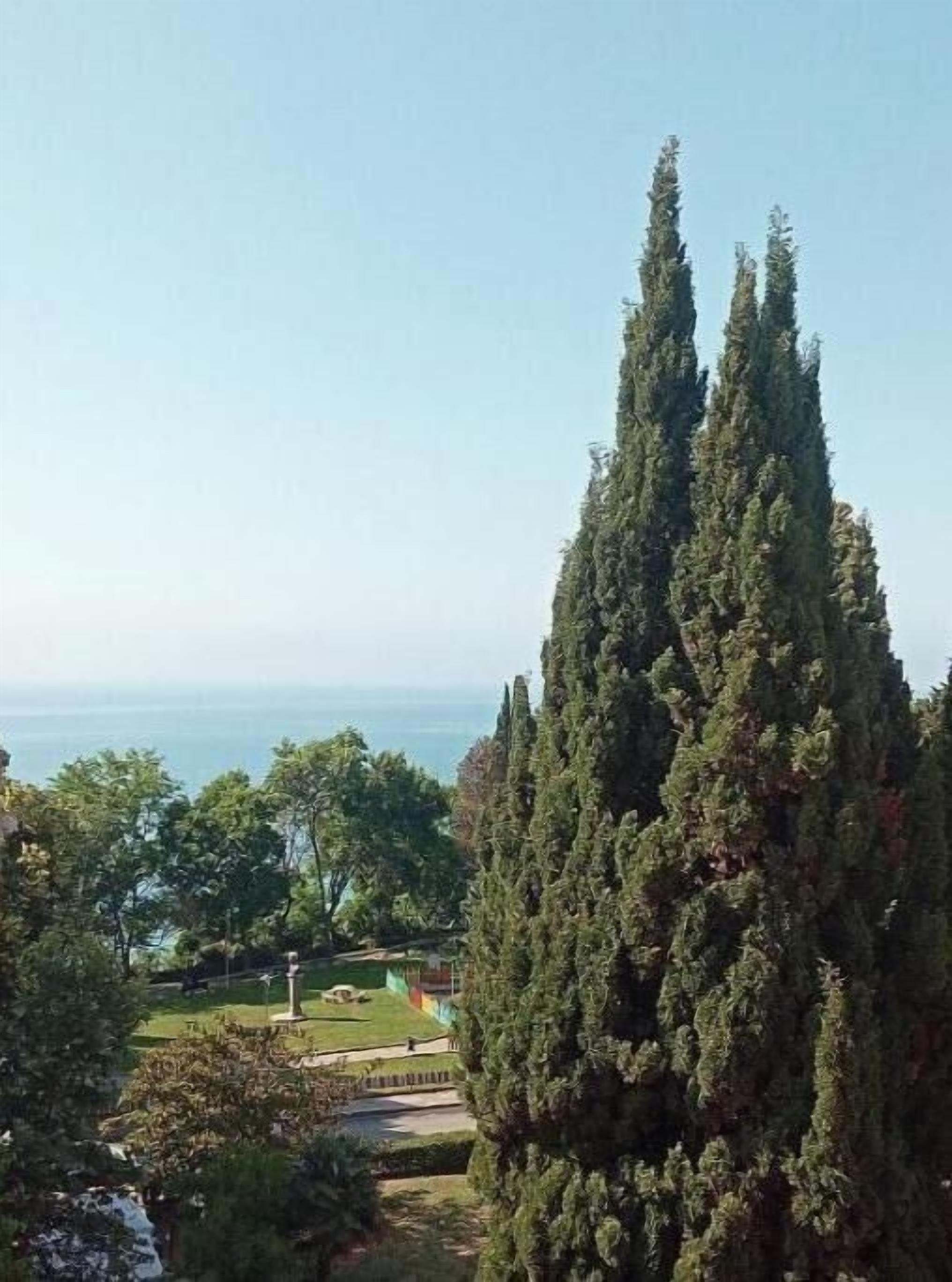 A tall, narrow tree in a landscaped area with a clear view of the sea in the background.