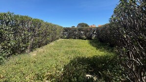 Un paisatge de vinyes amb filades d'unes i un cel blau intens.