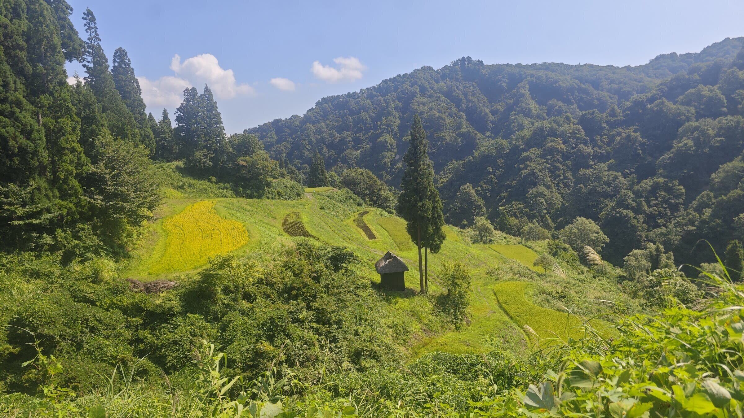 Ländliche Landschaft mit terrassenförmigen Feldern, einem kleinen Gebäude und dicht bewaldeten Hügeln.