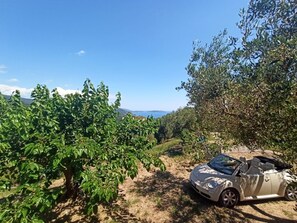 Un'auto decappottabile parcheggiata in un vigneto, con vista sul mare in lontananza.