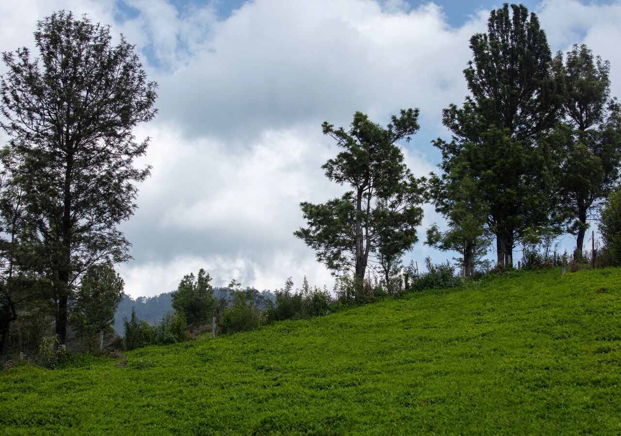 Una ladera cubierta de hierba con árboles y un cielo nublado.