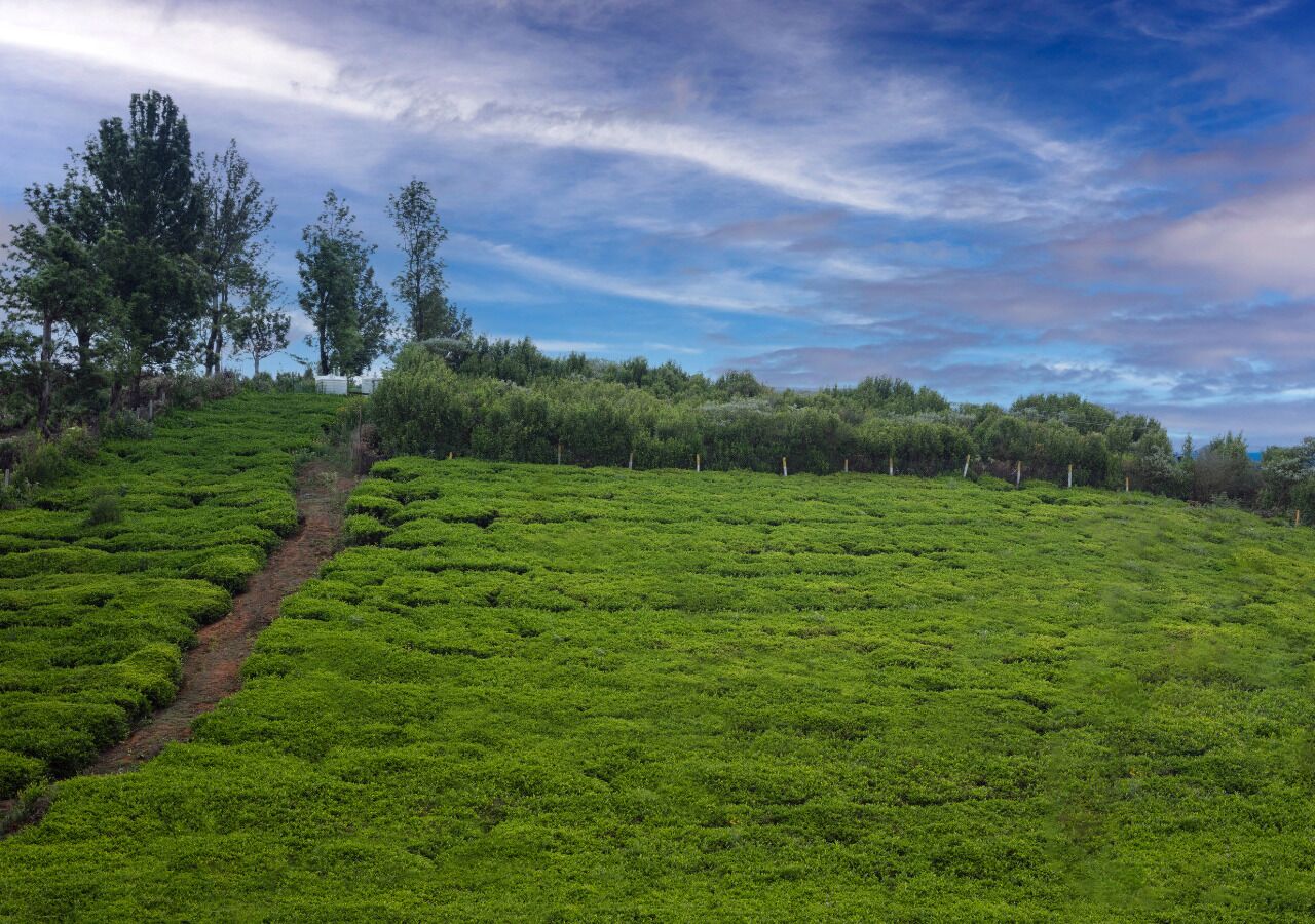 Vil·la de luxe, pati, vistes al jardí | Vista des de l'habitació