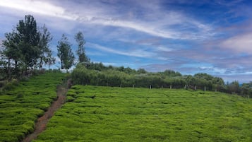 Vil·la de luxe, pati, vistes al jardí | Vista des de l'habitació