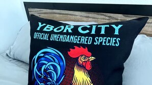 Een kussen met een ontwerp van een haan en de tekst 'Ybor City Official Unendangered Species'.