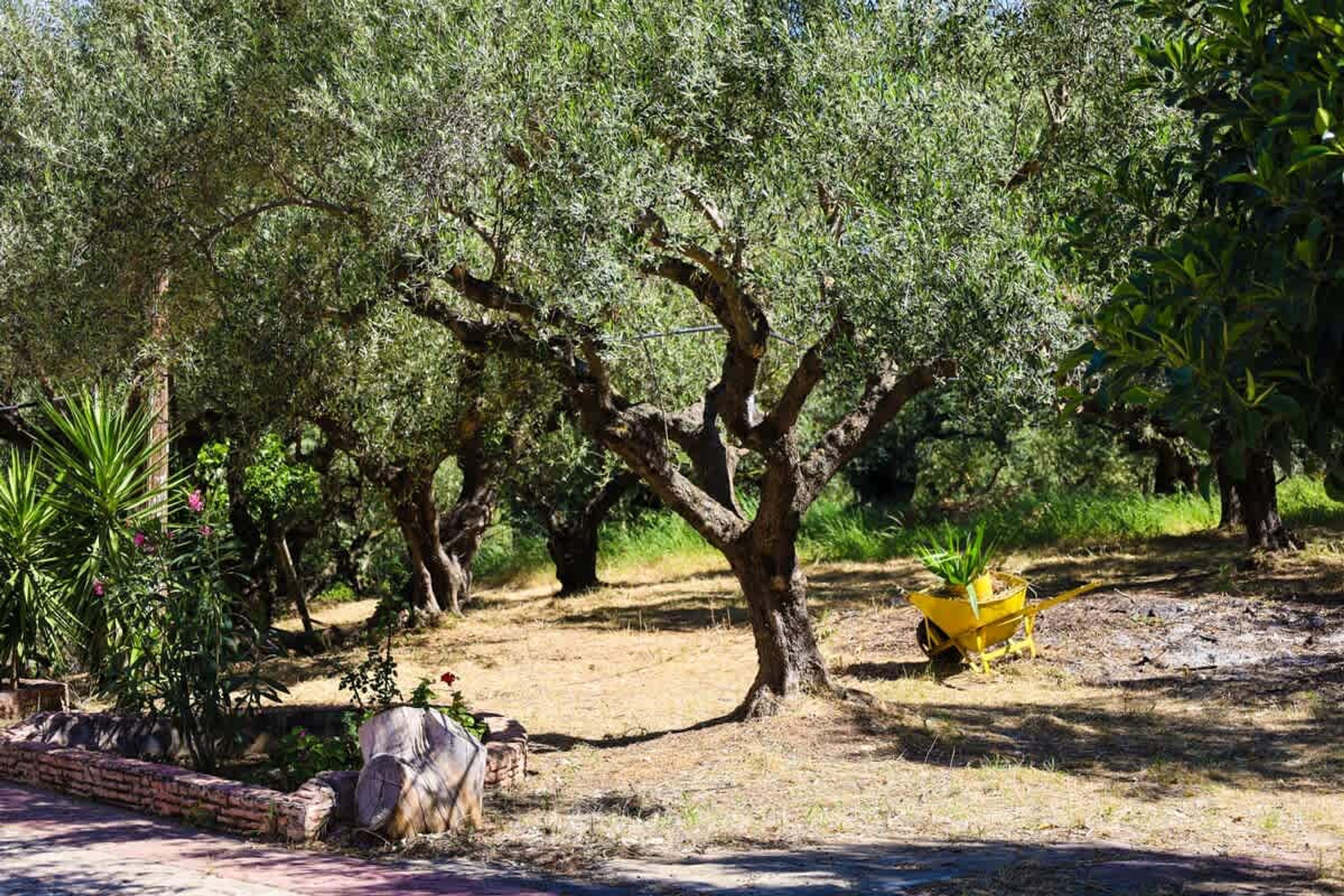 An olive grove with mature trees, a wheelbarrow, and a brick planter with plants.