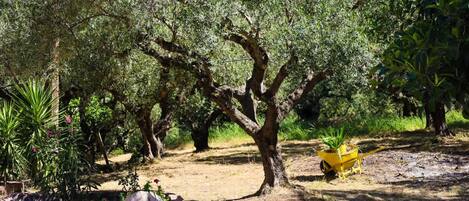 An olive grove with mature trees, a wheelbarrow, and a brick planter with plants.
