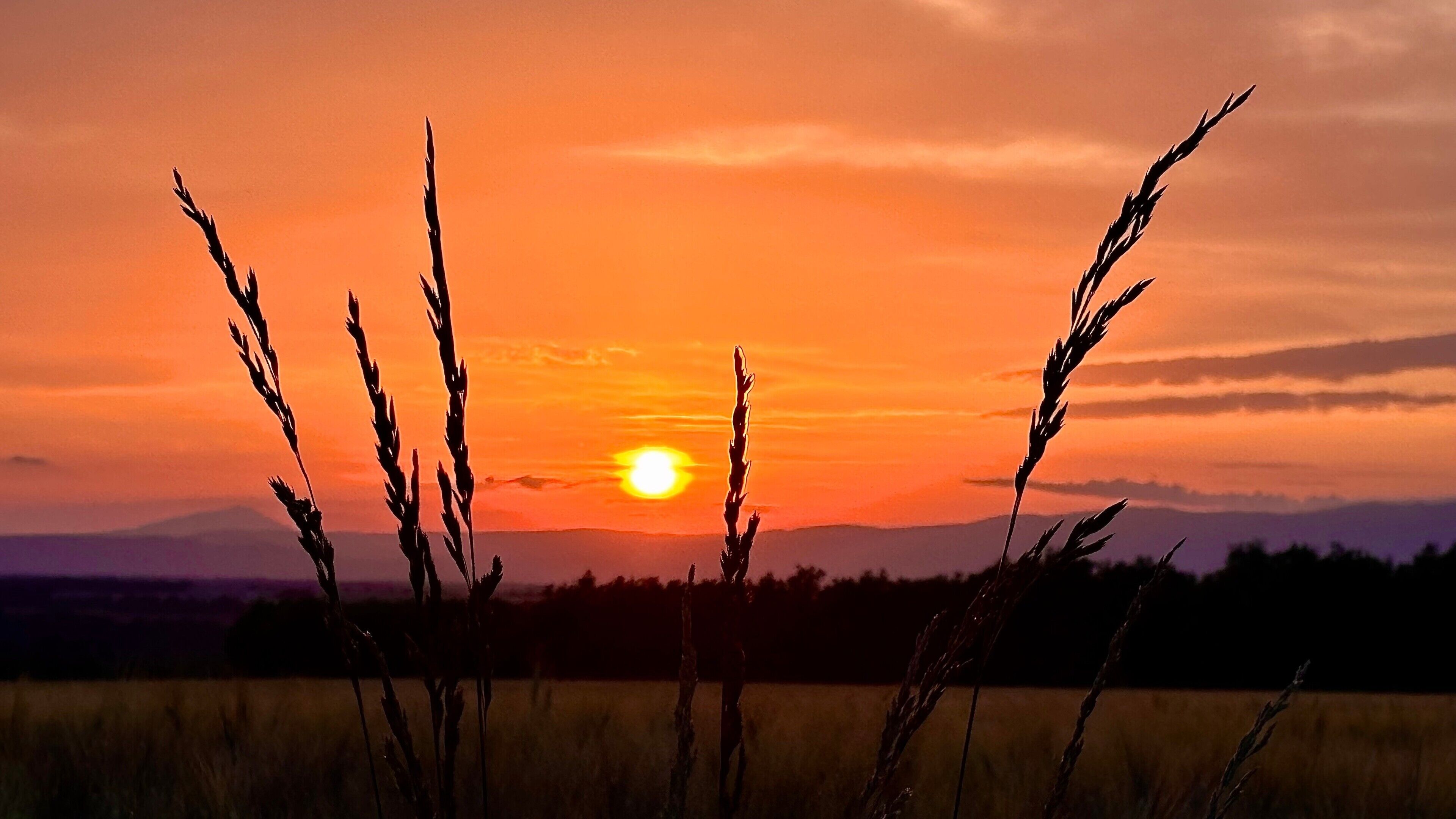 A sunset over a field with tall grasses in the foreground.