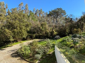 A garden with a gravel path, various plants, and trees.