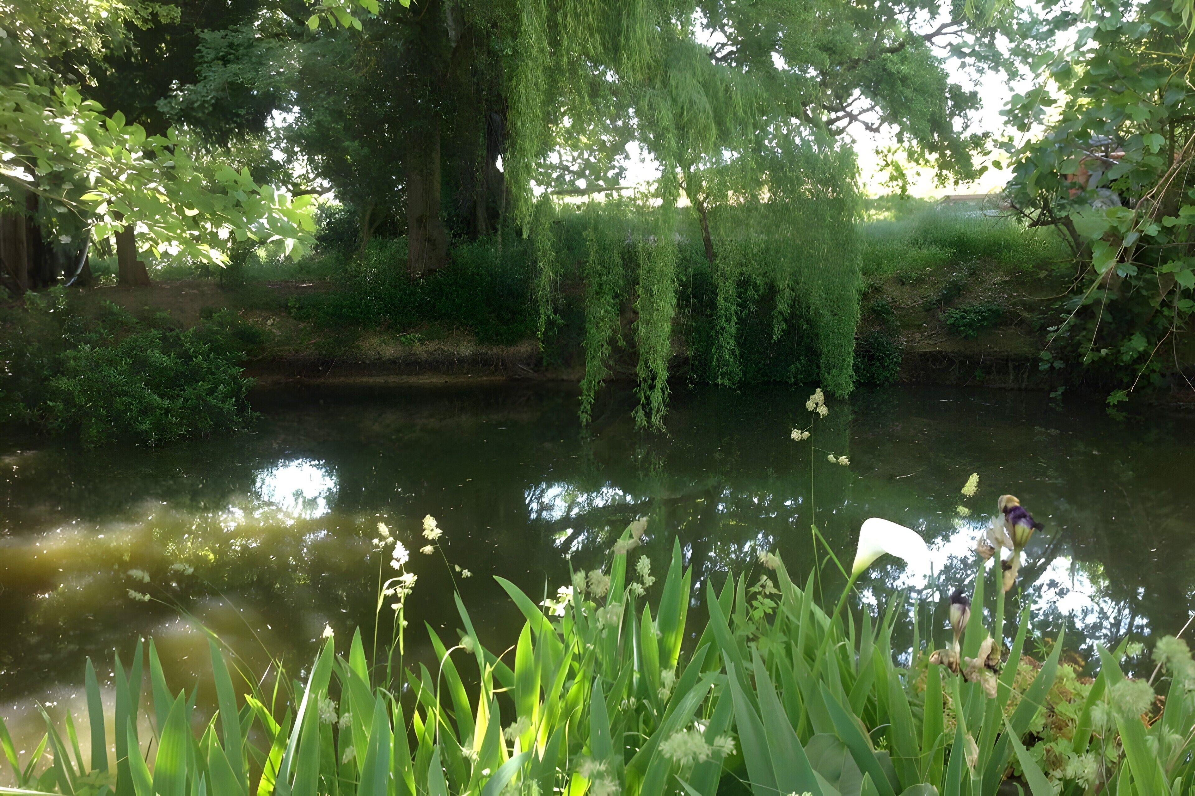 A serene pond surrounded by lush greenery and trees.