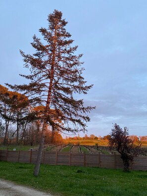 A tall coniferous tree in a grassy field with a wooden fence in the background. - Guest Rooms "La Pausa Verda" with Shared Terrace, Garden, and Wi-Fi (Montréal)