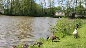 En stilla sjö med änderna och gässen, omgiven av grönska och ett hus i bakgrunden.