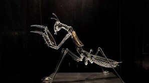 Eine gläserne Skulptur einer Gottesanbeterin.