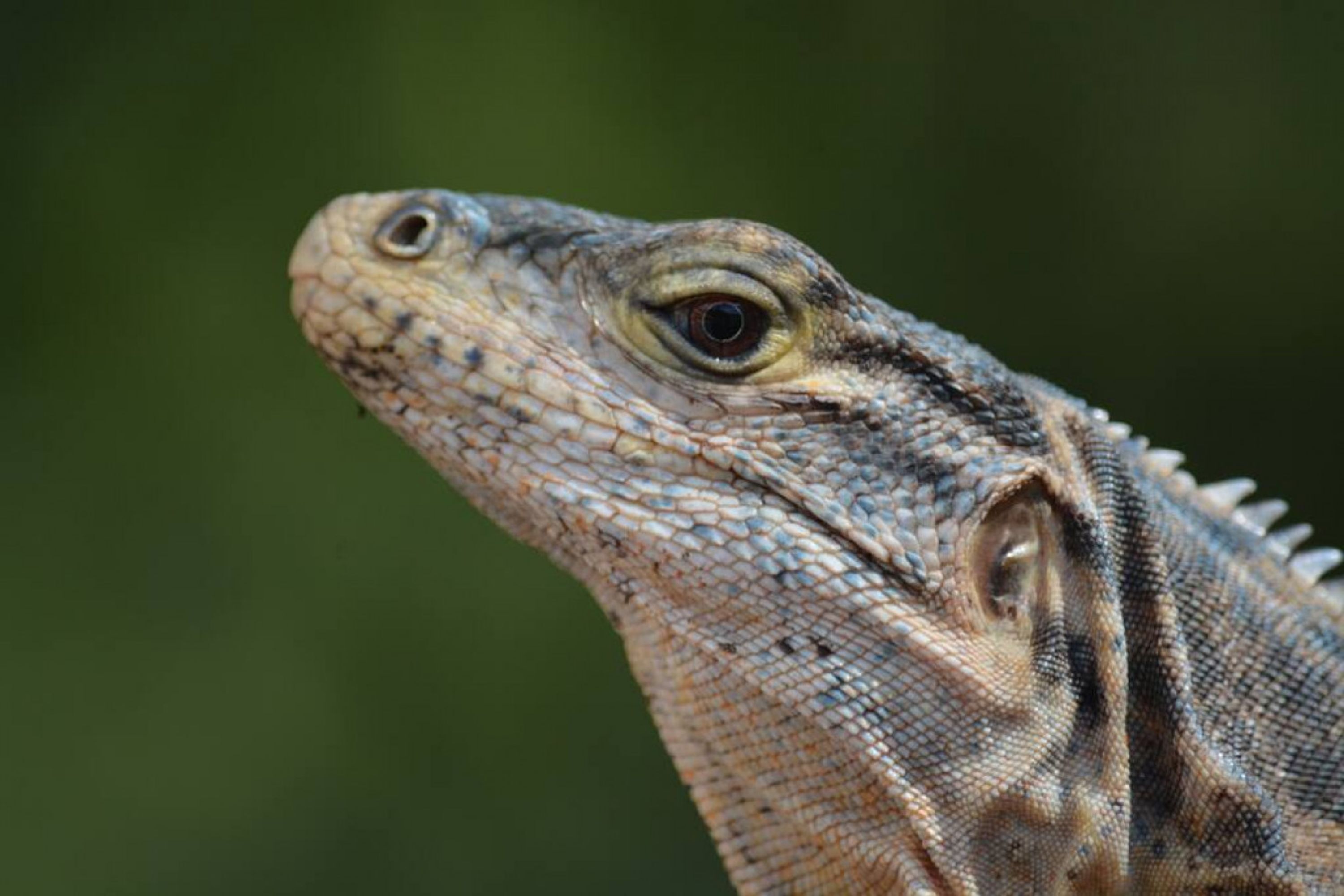 A close-up of a reptile's head with detailed scales and a prominent eye.