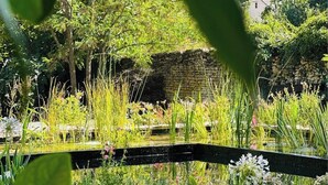 A garden with a stone wall, various plants, and a wooden fence.
