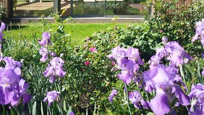A modern house with large glass windows, a wooden deck, and a garden with purple flowers.
