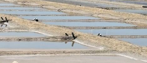 A salt flat with water pools and a bird in flight.