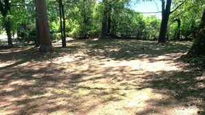 A forested area with trees and a dirt path. - 3-bedroom house in soothing Atlanta with cool AC comfort (Atlanta)