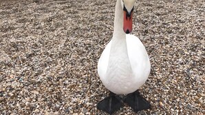 Ein Schwan an einem kiesigen Ufer mit einem Gewässer und einem Gebäude im Hintergrund.