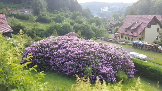 Ländliche Landschaft mit einem großen Garten voller violetter Blumen, einem Gebäude mit rotem Dach und freiem Blick auf die umliegenden Hügel.