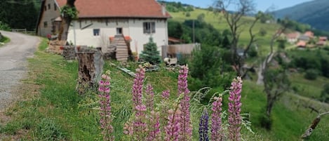 A rural landscape with a house, a dirt road, and flowering plants.