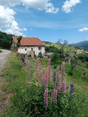 A rural house with a dirt path leading to it, surrounded by lush greenery and flowering plants. - At JF and ISA (Bussang)
